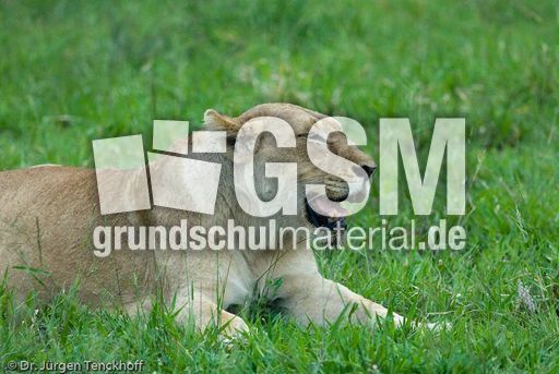 Löwen (62 von 69).jpg